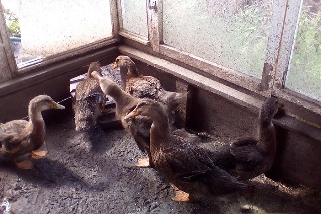 В Ханты-Мансийске застрелили медведя, разгуливавшего по дачным участкам