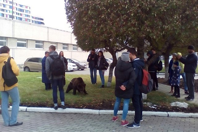 В центре Архангельска застрелили медведя, который напал на человека