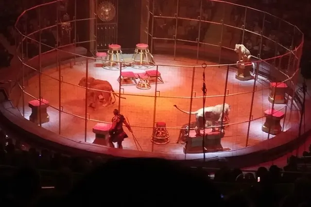 Братья Запашные едут в Екатеринбург, чтобы разобраться со львами