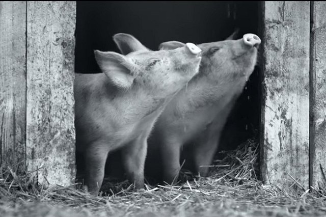 Еще один российский фильм — документальный — вошел в шорт-лист «Оскара»