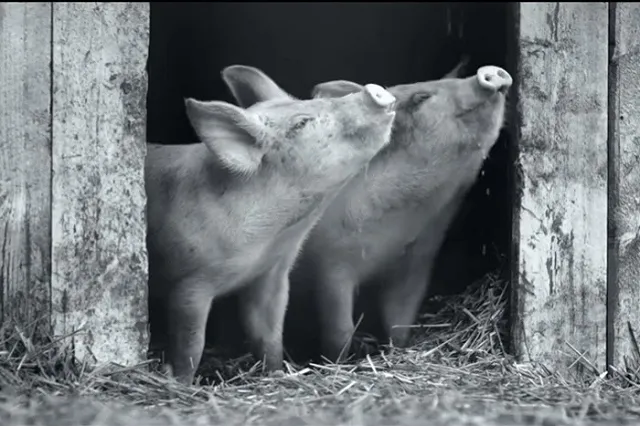 Еще один российский фильм — документальный — вошел в шорт-лист «Оскара»