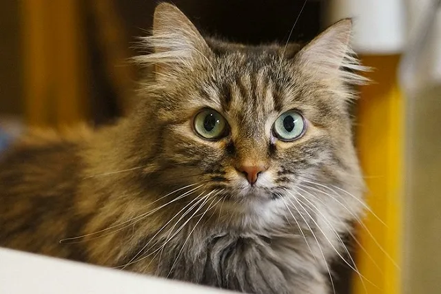 1 марта в России отмечают День кошек. Фото кошек редакции