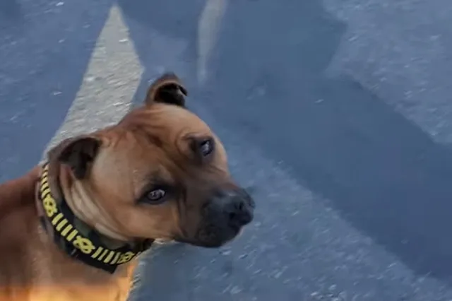 Штрафы для нерадивых владельцев животных увеличили в России