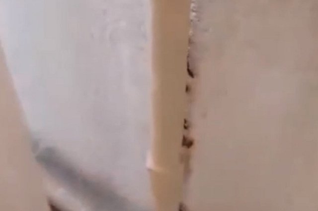 Еще одну екатеринбургскую школу заполонили тараканы