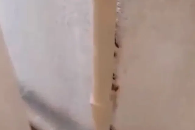 Еще одну екатеринбургскую школу заполонили тараканы