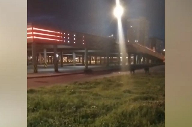 Возле Таганского ряда екатеринбуржцы засняли диких кабанов