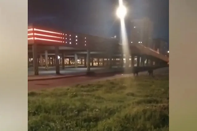 Возле Таганского ряда екатеринбуржцы засняли диких кабанов