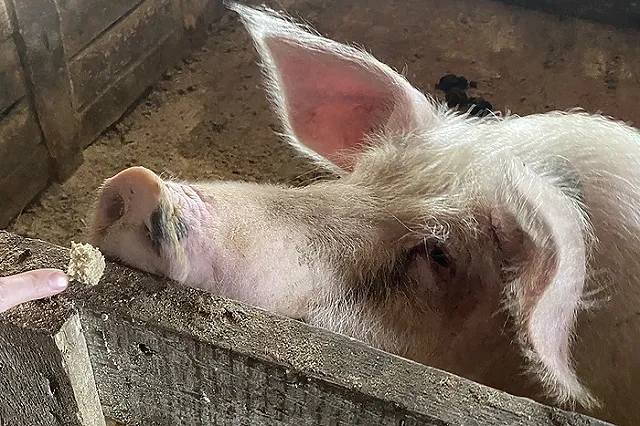 Стала известна судьба знаменитых городских свиней в Ревде