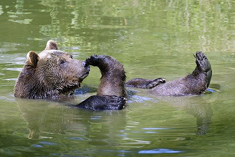 Охотоведы застрелили медведя, ходившего &quot;в гости&quot; к тюменским вахтовикам