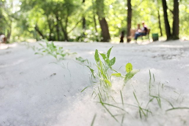 Собираем и вывозим: в мэрии рассказали, как борются с тополиным пухом