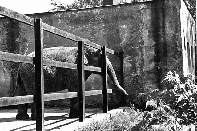 Екатеринбургскому зоопарку — 90 лет. Питомцев накормили праздничным обедом