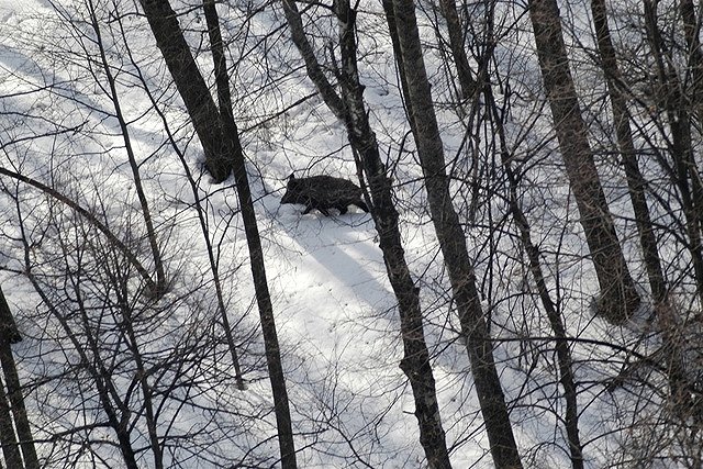 На Урале неубранный урожай достанется кабанам и косулям