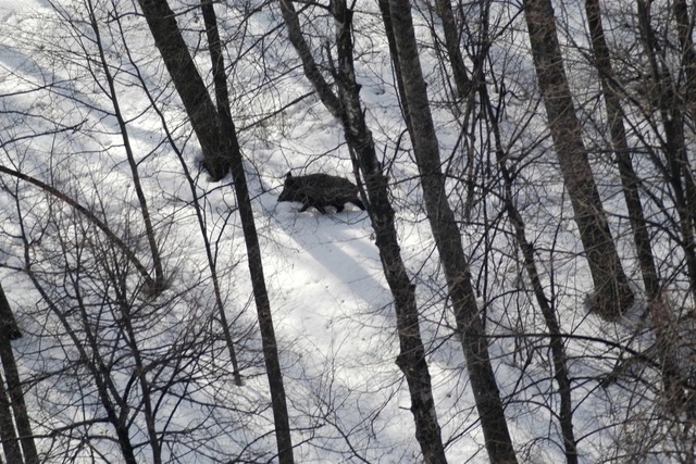 На Урале неубранный урожай достанется кабанам и косулям