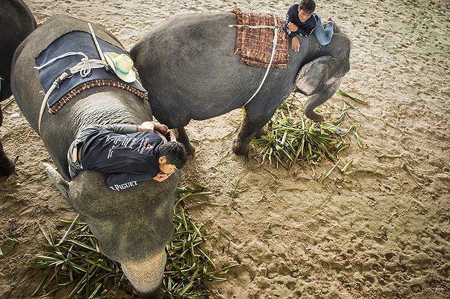 В Таиланде разъяренный слон растоптал автомобиль туристов