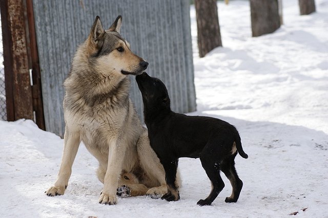 В приемнике «Спецавтобазы» ждут новых хозяев пятьдесят бездомных собак
