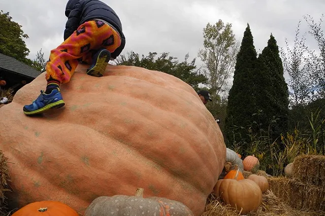 Роскачество подготовило рекомендации по выбору тыквы на Хэллоуин
