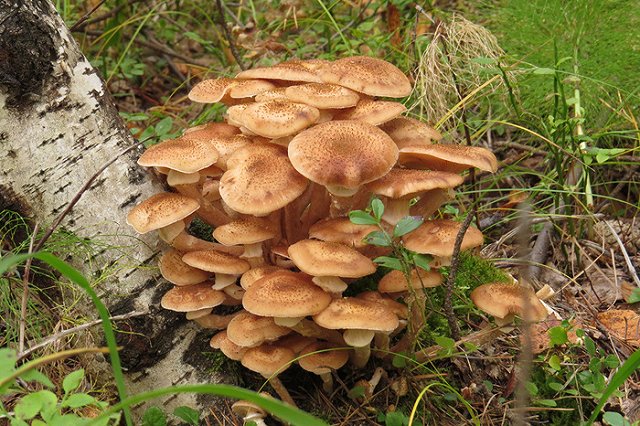 Ведущий метеоролог страны раскрыл, как закончится лето на Урале и дал долгосрочный прогноз