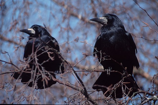 В Свердловскую область прилетели грачи