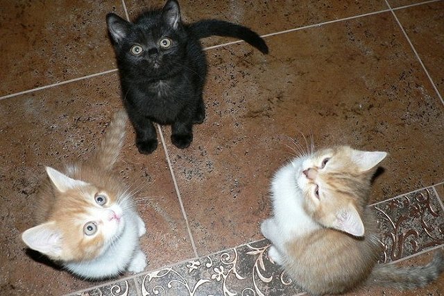 В Кыштыме спасатели обнаружили 7 голодных кошек в запертой квартире