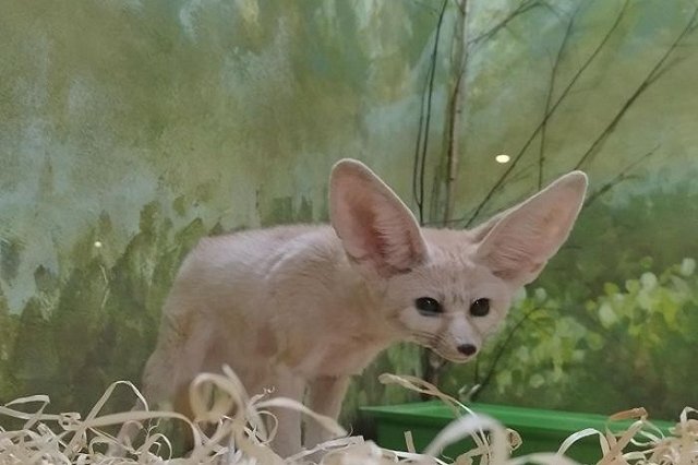 В зоопарке Екатеринбурга выбрали «Зоомисс-2023»