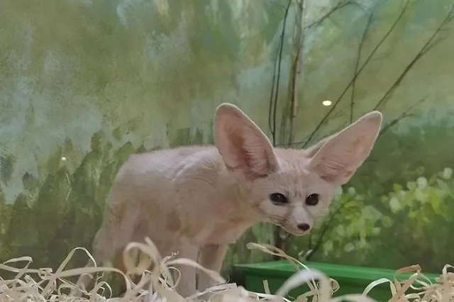 В зоопарке Екатеринбурга выбрали «Зоомисс-2023»