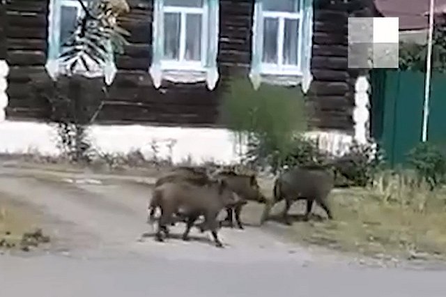 По центру свердловского города прошло стадо кабанов