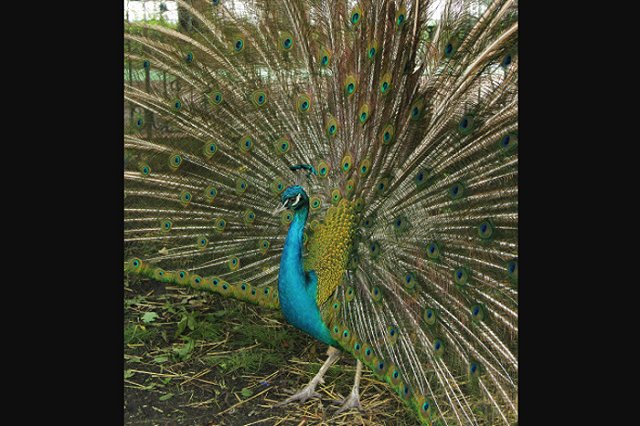 Посетители Екатеринбургского зоопарка погубили павлина. Еще один — в тяжелом состоянии