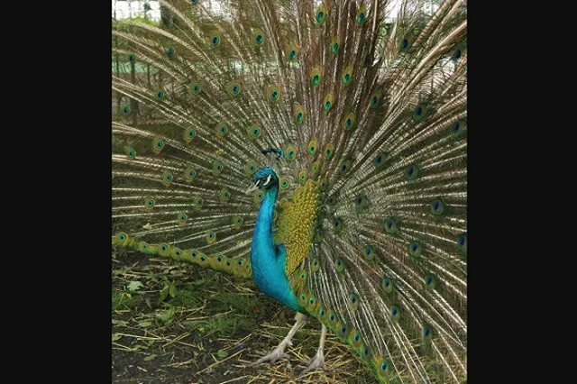 Посетители Екатеринбургского зоопарка погубили павлина. Еще один — в тяжелом состоянии