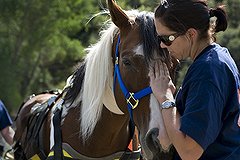 Во Франции торговали мясом подопытных животных