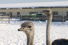 На заключенную ивановской колонии напали два страуса