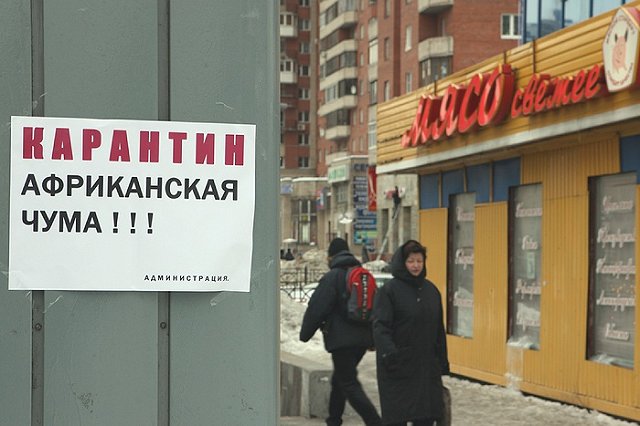 В Россию с Украины перебросили почти тонну зараженной свинины