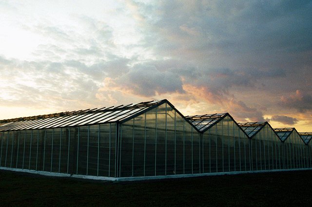 Областной Россельхознадзор огласил пугающие итоги проверок китайских теплиц