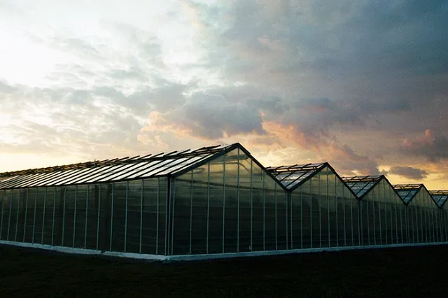 Областной Россельхознадзор огласил пугающие итоги проверок китайских теплиц