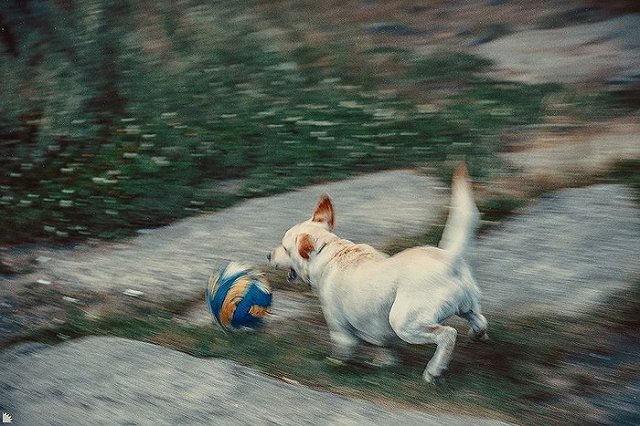 Составлен список самых популярных кличек собак владельцев-книголюбов
