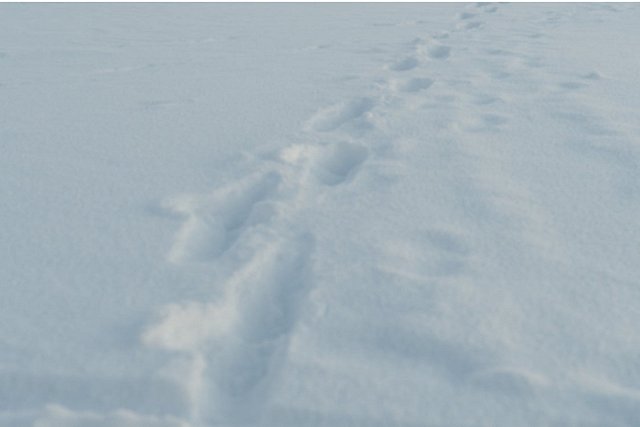 В Нижних Сергах мужчина с санями «обносил» дачные дома