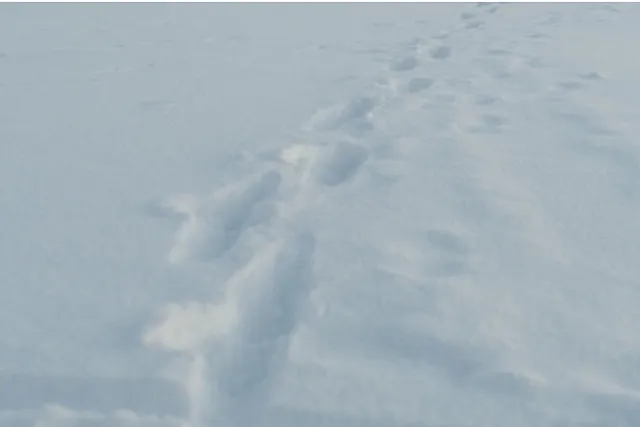 В Нижних Сергах мужчина с санями «обносил» дачные дома