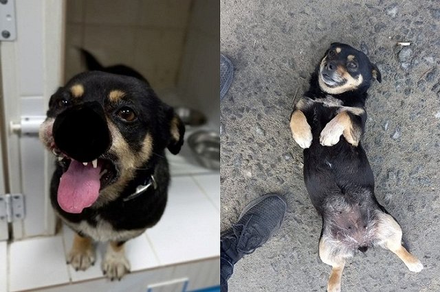 В Екатеринбурге молодежь искалечила собаку