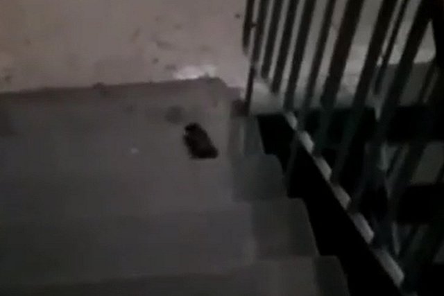 «Скачут по лестницам»: на Урале крысы разгуливают по подъезду многоквартирного дома
