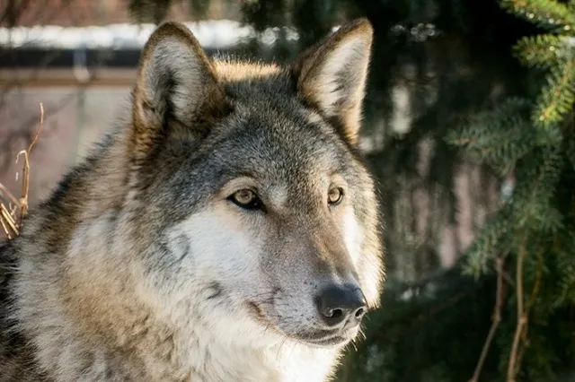 На Урале на мужчину напал бешеный волк