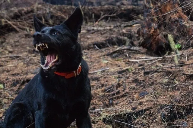 В Свердловской области стая бродячих собак напала на 8-летнего ребёнка