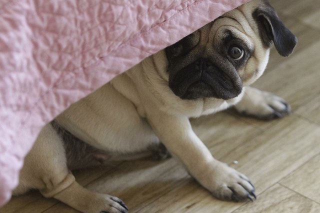 Новый год — время стресса для домашних животных