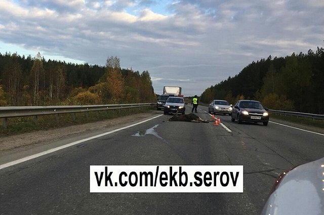 На Серовском тракте водитель насмерть сбил лося, спровоцировав еще одно ДТП