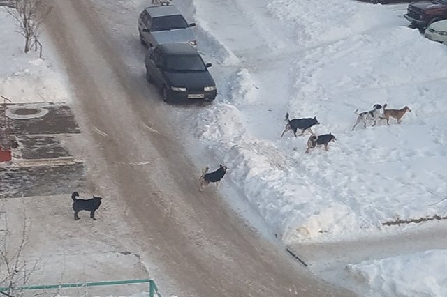 «Назвали Байденом». В Кургане отловили агрессивного пса, покусавшего 10 человек