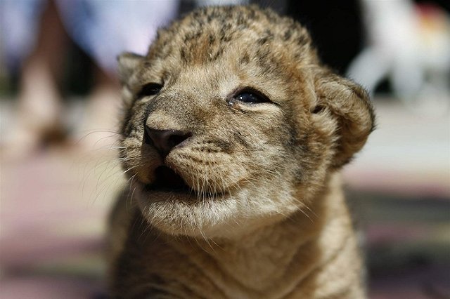Жителям Тбилиси рекомендовали оставаться дома из-за сбежавших хищников