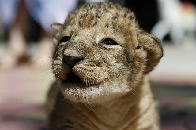 Жителям Тбилиси рекомендовали оставаться дома из-за сбежавших хищников