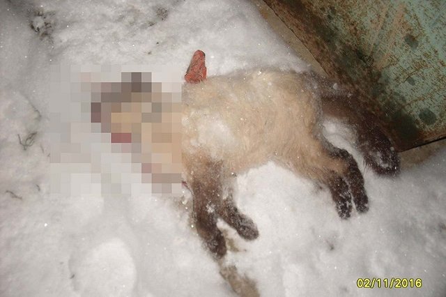Подростки жестоко замучили домашнего кота в Ивделе