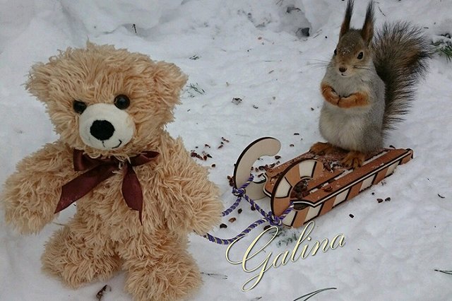 Подозреваемая в похищении белок рассказала, что делает с грызунами