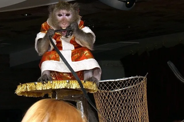 В Приморье посетители зоопарка напали на животных