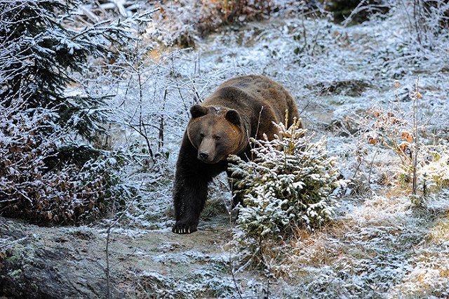 В Кушве медведь повадился ходить на кладбище