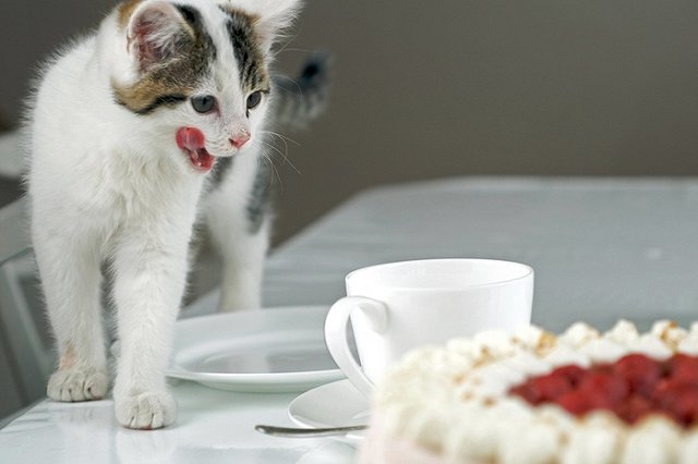 В Кыштыме молодожены раздали свои свадебные подарки собакам и кошкам